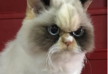怎樣去除貓尿味?
